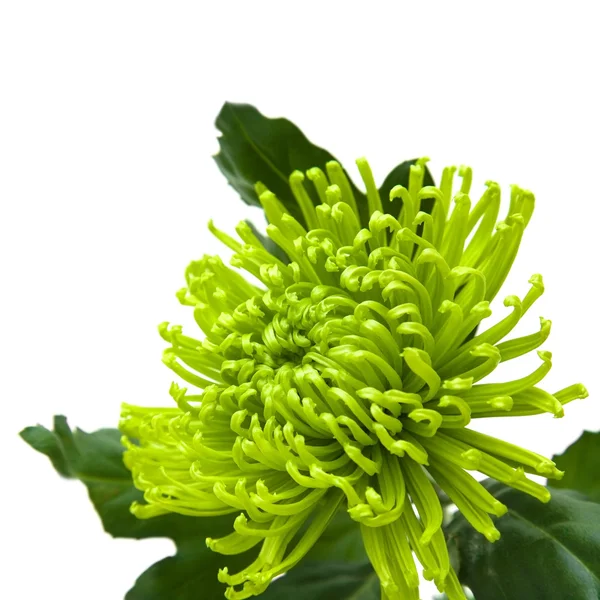Einzelne Grüne Chrysanthemen Isoliert Auf Weiß — Stockfoto