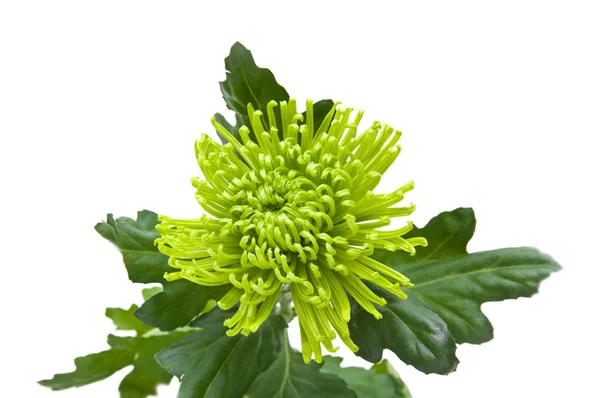 Einzelne Grüne Chrysanthemen Isoliert Auf Weiß — Stockfoto