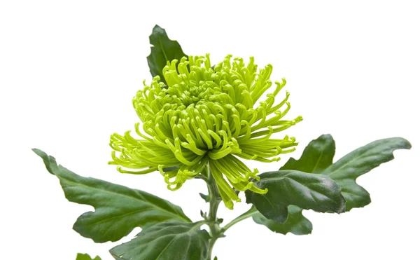 Einzelne grüne Chrysanthemen; isoliert auf weiß — Stockfoto