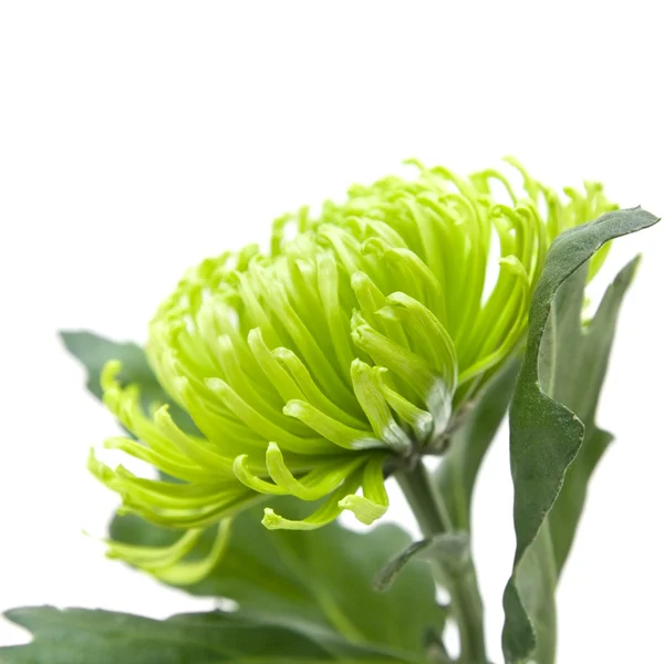 Enda gröna krysantemum; isolerad på vit — Stockfoto