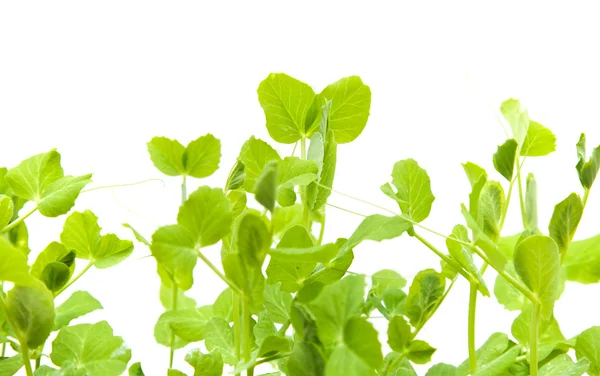 Green young pea shoots isolated on white; — Stock Photo, Image