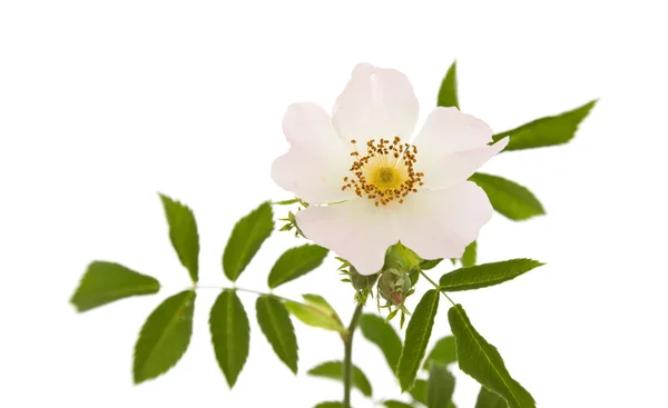 Rosa canina; Nypon; isolerad på vit — Stockfoto
