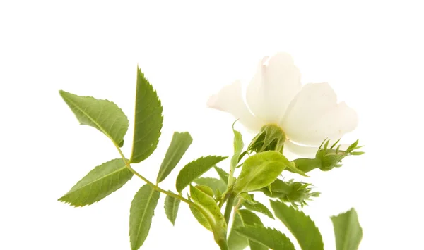 Rosa Canina Psí Růže Izolované Bílém — Stock fotografie