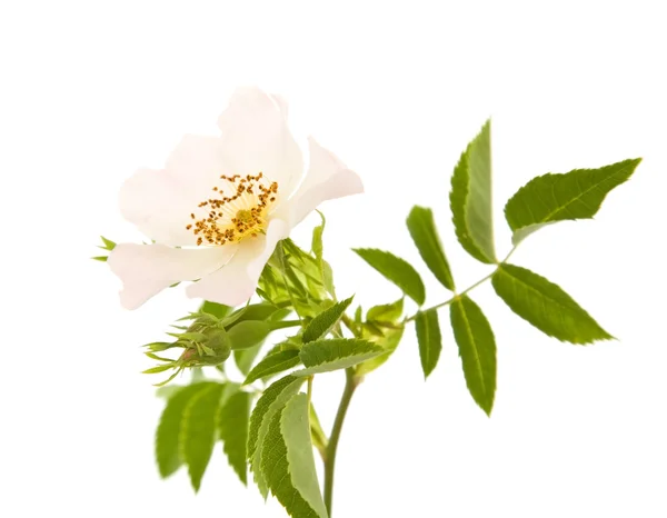 Rosa Canina Psí Růže Izolované Bílém — Stock fotografie