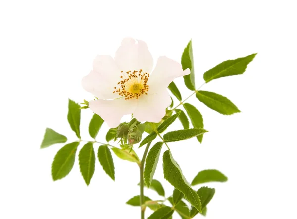 Rosa canina; Psí růže; izolované na bílém — Stock fotografie