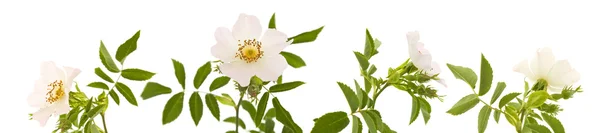 Rosa canina; Dzika róża; na białym tle — Zdjęcie stockowe
