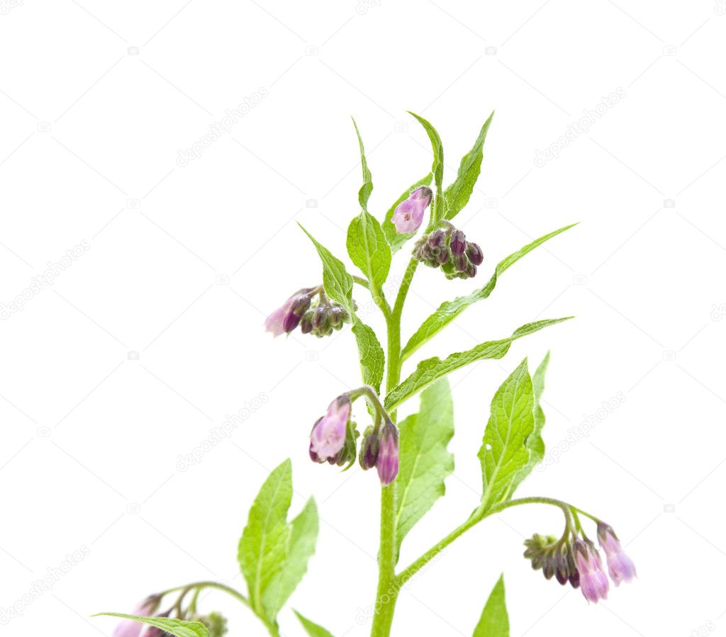 Flowering comfrey (Symphytum officinale) herb; isolated on white