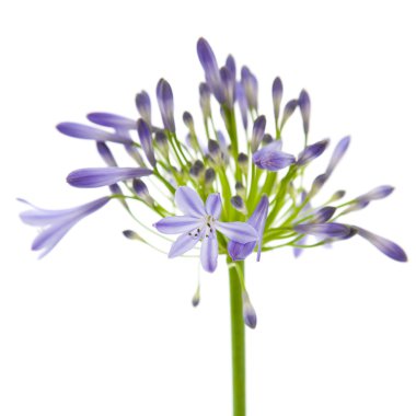 African lily; Agapanthus africanus; isolated; clipart