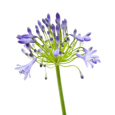 Afrika lily; Agapanthus africanus; izole;