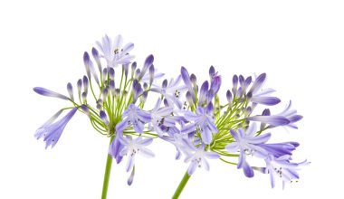 Afrika lily; Agapanthus africanus; izole;