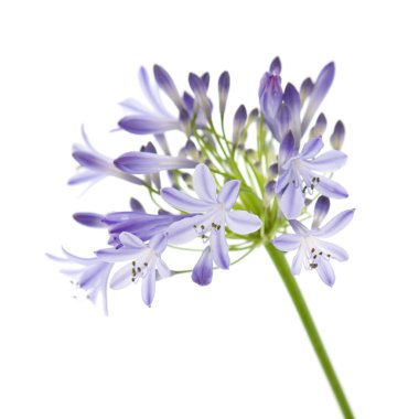 Afrika lily; Agapanthus africanus; izole