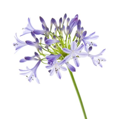 Afrika lily; Agapanthus africanus; izole