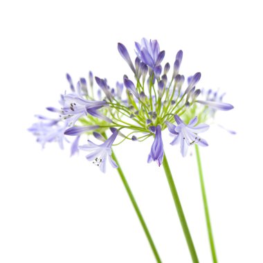 African lily; Agapanthus africanus; isolated clipart