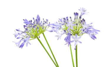 Afrika lily; Agapanthus africanus; izole