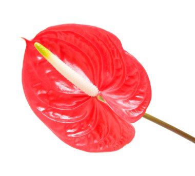 Kırmızı anthurium (Flamingo Çiçeği; Erkek Çiçek) beyaz üzerinde izole;