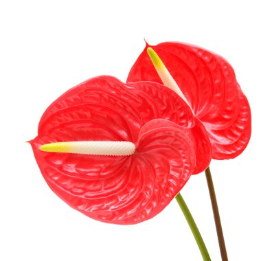 Kırmızı anthurium (Flamingo Çiçeği; Erkek Çiçek) beyaz üzerinde izole;