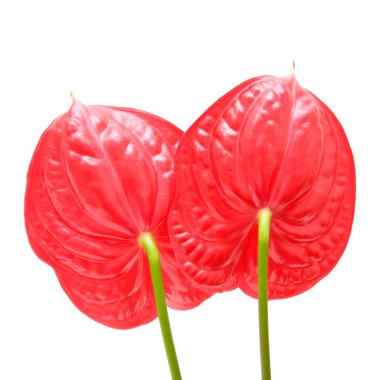 Kırmızı anthurium (Flamingo Çiçeği; Erkek Çiçek) beyaz üzerinde izole;