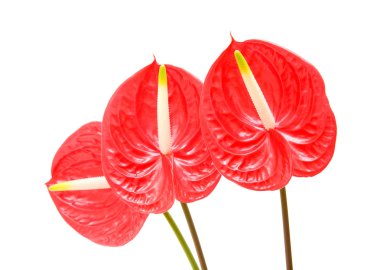 Kırmızı anthurium (Flamingo Çiçeği; Erkek Çiçek) beyaz üzerinde izole