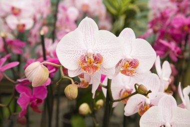 Beyaz phalaenopsis orkide pembe noktalar ile