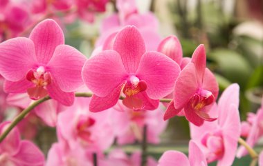 Bright pink stripy phalaenopsis orchid;