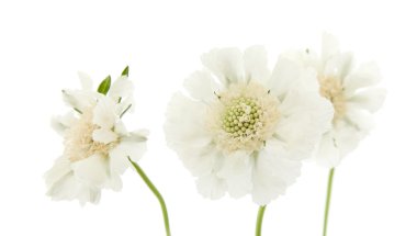 White garden Scabiosa (pincushion flower); isolated on white clipart