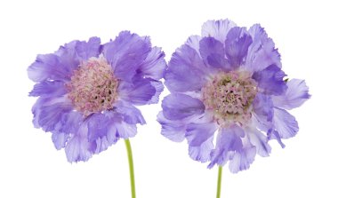 Lila Bahçe Scabiosa (iğne yastığı çiçeği); beyaz izole