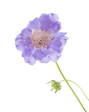 Lilac garden Scabiosa (pincushion flower); isolated on white clipart