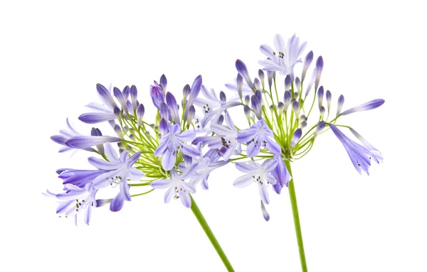 African Lily Agapanthus Africanus Isolated — Stock Photo, Image