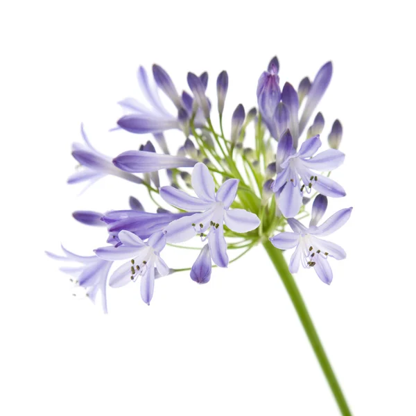 African lily; Agapanthus africanus; isolated — Stock Photo, Image