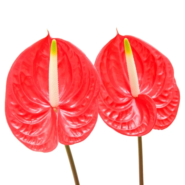 Anthurium rojo (Flor del Flamenco; Flor del Niño) aislado en blanco; —  Fotos de Stock