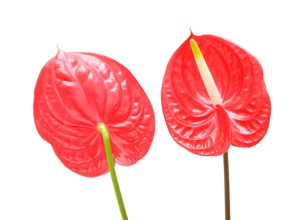 Röd anthurium (Flamingo blomma, pojke blomma) isolerad på vit; — Stockfoto