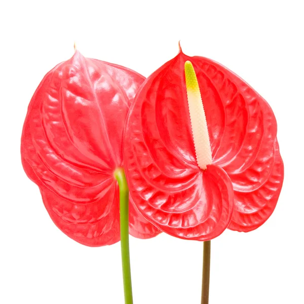 Roter Anthurium (Flamingo-Blume; Knabenblume) isoliert auf weiß; — Stockfoto