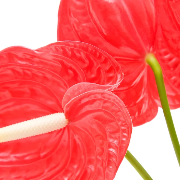 Anthurium Rouge Fleur Flamant Fleur Garçon Isolé Sur Blanc — Photo