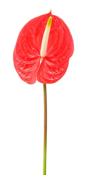 Kırmızı anthurium (Flamingo Çiçeği; Erkek Çiçek) beyaz üzerinde izole — Stok fotoğraf