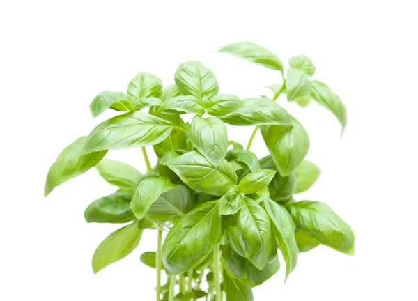 Growing young sweet basil plants isolated on white — Stock Fotó