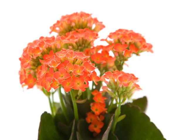 Bright orange flowering kalanchoe plant; isolated on white; — Stock Photo, Image