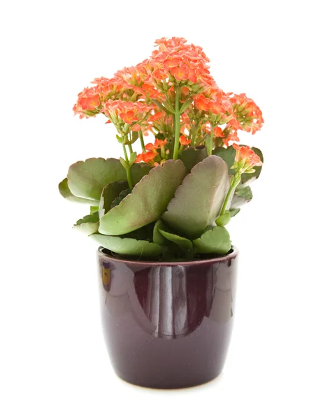 Helder Oranje Bloeiende Kalanchoe Plant Geïsoleerd Wit — Stockfoto