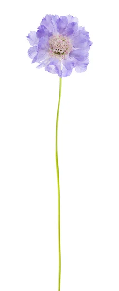Lilás jardim Scabiosa (flor de alfinete); isolado em branco — Fotografia de Stock