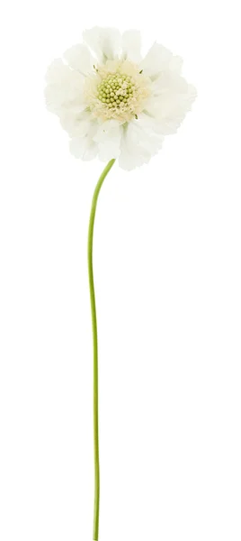Beyaz Bahçe Scabiosa Iğne Yastığı Çiçeği Beyaz Izole — Stok fotoğraf