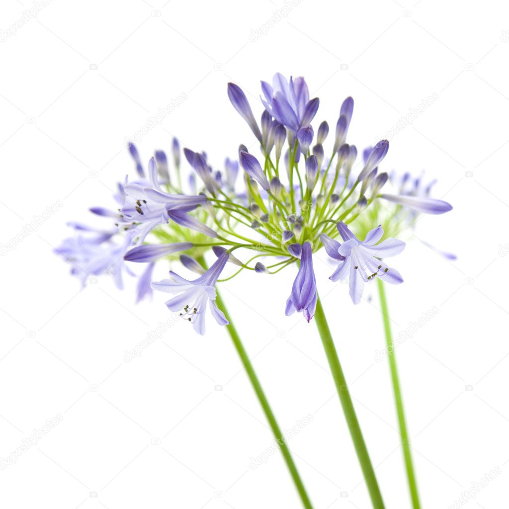 African lily; Agapanthus africanus; isolated