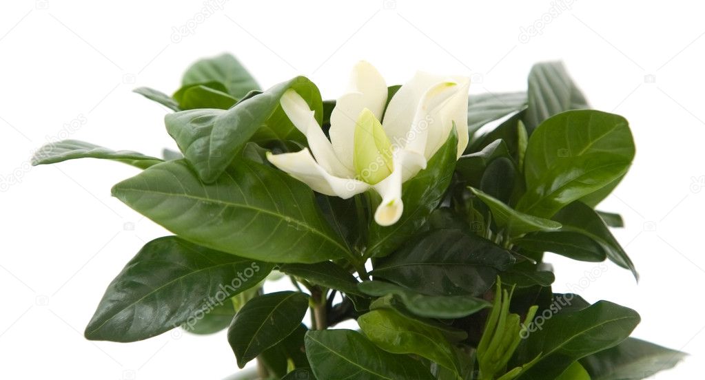 White gardenia plant isolated on white;