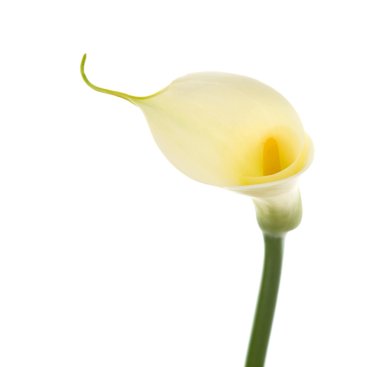 Beyaz arka plan üzerinde izole tek calla lily