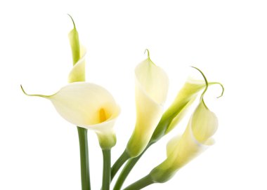 Five calla lilies isolated on white background clipart