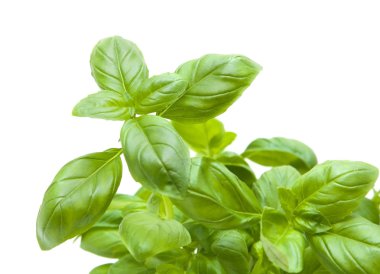 Growing young sweet basil plants isolate clipart