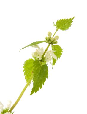 White deadnettle isolated on white (Lamium album) clipart