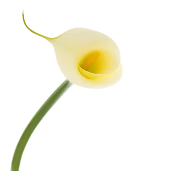 Single Calla Lily Isolated White Fone — стоковое фото