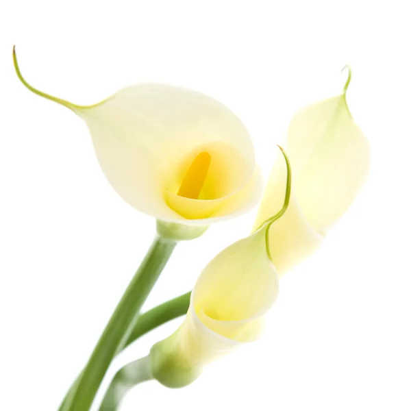 Tři lilie calla izolovaných na bílém pozadí; — Stock fotografie