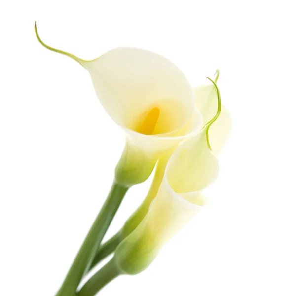 Three Calla Lilies Isolated White Background — Stock Photo, Image