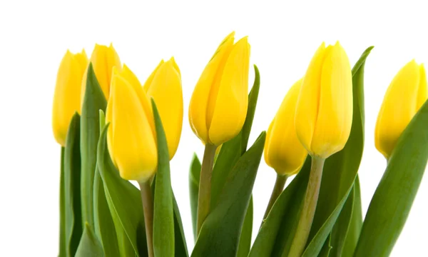 白で隔離され 黄色のチューリップの花束 — ストック写真