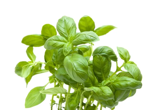 Growing Young Sweet Basil Plants Isolated White — Stock Fotó